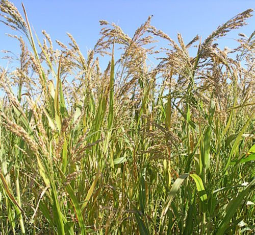 Frische Samen – Ziergras – Lila Panikgrashirse – 700 Samen – Panicum violaceum