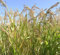 Frische Samen – Ziergras – Lila Panikgrashirse – 700 Samen – Panicum violaceum