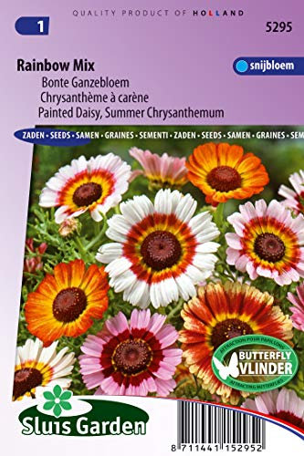 Daisy Painted, Summer Chrysanthemum Rainbow Mix - Flower Seeds | Vibrant Colors for Joyful Gardens