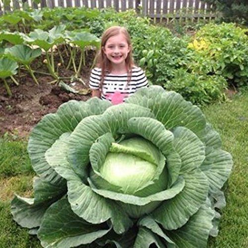 50 Piezas De Semillas De Col Rusa Gigante Rara Planta De Jardín Vegetal Saludable Comestible