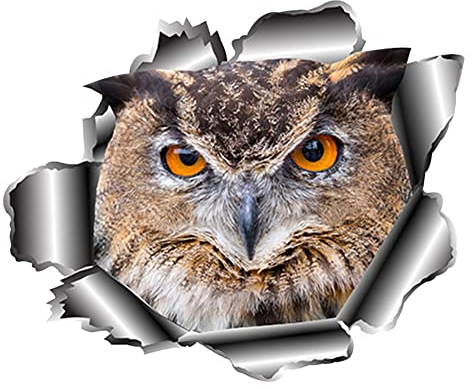 Asudaro Auto Windschutzscheibe Aufkleber Lustige Auto Aufkleber Eulen Auto Abziehbilder 3D Auto Decals Vinyl Auto Aufkleber Autosticker Decal Aufkleber Sticker für Auto Windows Glas,13x11cm