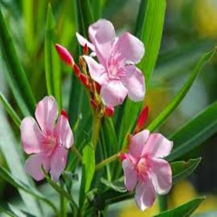 100pcs Fresh Pink Oleander Flower Seeds