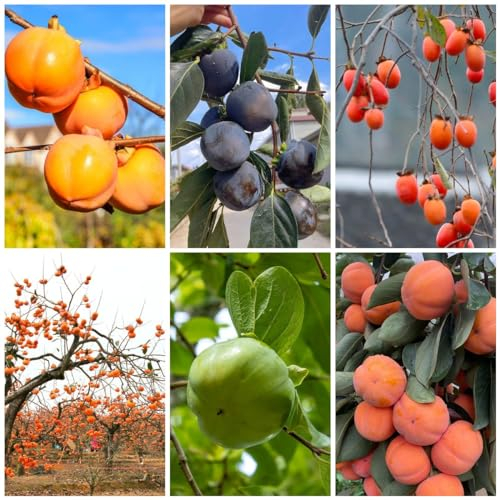 5 pcs kaki baum pflanze winterhart samen, kakibaum kaufen, säulenobst winterhart, samen kaki samen (Diospyros kaki) seed, saatgut alte sorten säulenobstbäume, garten sukkulenten samen,