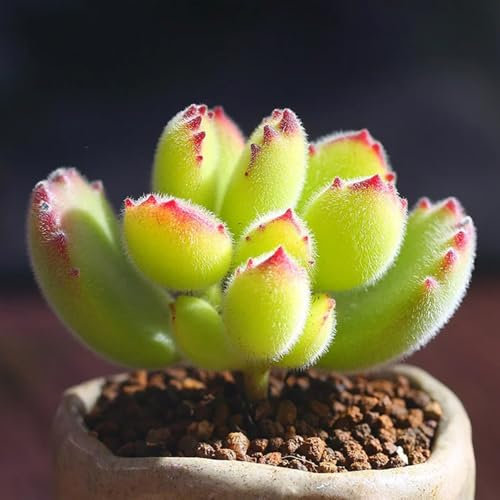 Semillas de suculentas, plantas suculentas reales, plantas trepadoras y macetas de oficina, sombra resistentes. balcón, sombra verdes, jardín Decoración sala estar moderna, y 300pcs