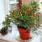 kiskick 50 Stück Hot Pepper Capsicum Zier-Chili-Samen Bonsai-Gemüse-Pflanzendekor-Samen für den Hydrokulturgarten im Innenbereich Paprika Samen