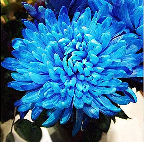 Semi di crisantemo blu raro Semi di crisantemo Bello Morifolium Semi FAI da te Giardinaggio Fiore Pianta in Vaso 200 pezzi 2017