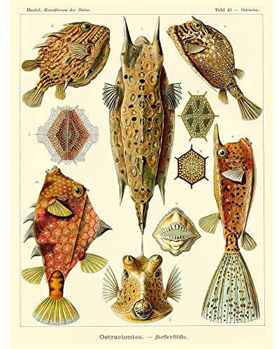 Wee Blue Coo LTD Nature Fish Ostraciontes Ernst Haeckel Biology Germany Vintage Art Print Poster Wall Decor Kunstdruck Poster Wand-Dekor-12X16 Zoll