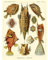 Wee Blue Coo LTD Nature Fish Ostraciontes Ernst Haeckel Biology Germany Vintage Art Print Poster Wall Decor Kunstdruck Poster Wand-Dekor-12X16 Zoll