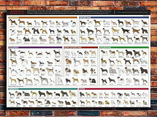 Ling88 Kunstdrucke, Collage Hunderassen Das Diagramm Hund Malerei Poster Druckt Leinwand Wandbild Für Home Room Decor, Poster Und Drucke,Gemälde - 30X40Cm