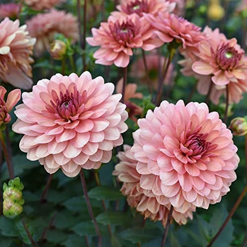 Dahlien Knollen Winterhart Blumenzwiebeln MehrjäHrig Zierlauch Zwiebeln Frisch Blumen Winterharte Dahlien KüBelpflanzen Garten Pflanzen Gartendeko FüR DraußEn Balkonblumen 2 Dahlien Zwiebel(Rosa)