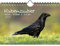 Rabenzauber Raben, Krähen und Dohlen DIN A5 Wandkalender Kalender für 2024 - Set Inhalt: 1x Kalender, 1x Weihnachts- und 1x Grußkarte (insgesamt 3 Teile)