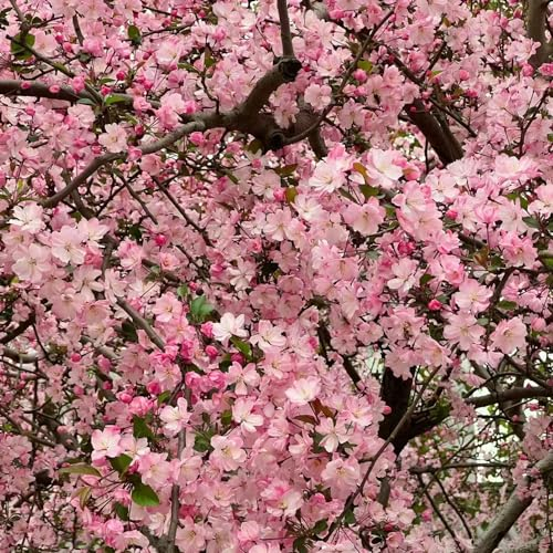 200 pcs begonien winterhart samen praktische geschenke balkon pflanzen winterfest pflanztopf dekopflanzen garden topfpflanzen hochbeett deko pflanze bienen wiese deko büro blumensamen