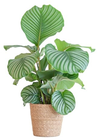 Korbmarante Calathea Orbifolia – Zimmerpflanze – 65cm hoch – Ø21cm – inkl. Natur-Korb Sofia aus Seegras – Luftreinigend & dekorativ