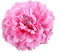 Cheerlife 2 Stück Frauen Baby Mädchen Kinder Blumen Ansteckblume Haarblume Haarspangen Set Schleife Haarschmuck Pfingstrose Pink