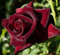 Seeds seeds black rose baccara black roses seeds seeds pink plants sowing 50pcs