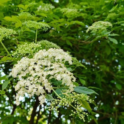 50 Pcs Holunder Samen - Holunderbaum Kaufen Samen, Winterharte Pflanzen Für Garten, Immergrüne Sträucher Winterhart Holunder Baum Pflanze Samen, Topfpflanzen Draußen Winterhart, Frühlingsblumen