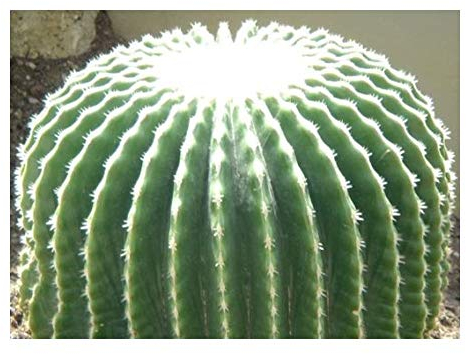Echinocactus grusonii v brevispinus - Coussin de belle-mère – sans épines - 10 graines