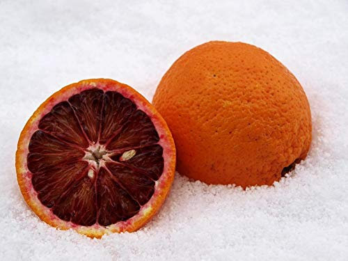 Citrus sinensis Sanguinello 70-100 cm - Blut-Orange, Fruchtig & Aromatisch, Ideal für Garten & Terrasse, Seltener, Pflegeleicht, Vitamin C-Reich