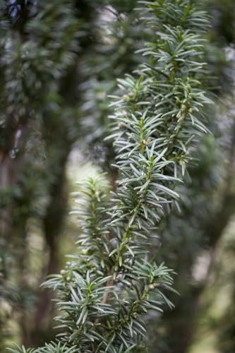 Eibe 'Westerstede' 40-50 cm Ballen Taxus baccata Heckenpflanze winterhart