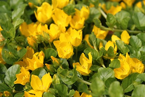 2er-Set - winterhart! - Lysimachia nummularia - Pfennigkraut - Pfennig-Gilbweiderich - Münzkraut, gelb - Wasserpflanzen Wolff