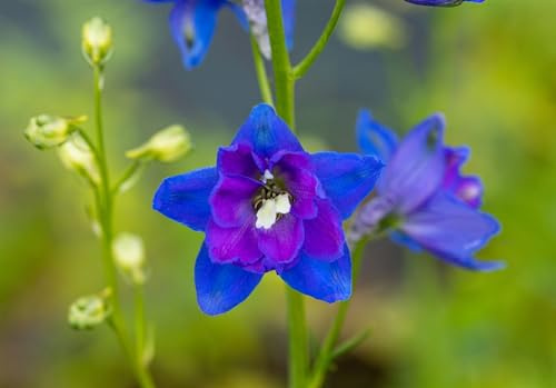 Rittersporn 'Jubelruf' im Topf Delphinium elatum winterhart Schnittblume