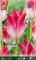 Flora Elite 805608 Lilienblütige Tulpe Whispering Dream (10 Stück) (Tulpenzwiebeln)