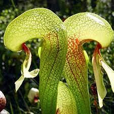 Aamish 10 Cobra Lilie Pflanzensamen