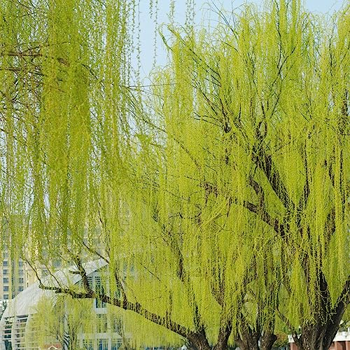 50 Stücke Trauerweide Bonsai Samen, Baumsamen, Bonsai Baum, Zimmerpflanzen Samen (Willow) Trauerweide Samen Trauerweide Baum Kaufen Winterfeste Pflanzen Für Balkon, Bäume Pflanzen,