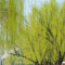 50 Stücke Trauerweide Bonsai Samen, Baumsamen, Bonsai Baum, Zimmerpflanzen Samen （Willow) Trauerweide Samen Trauerweide Baum Kaufen Winterfeste Pflanzen Für Balkon, Bäume Pflanzen,