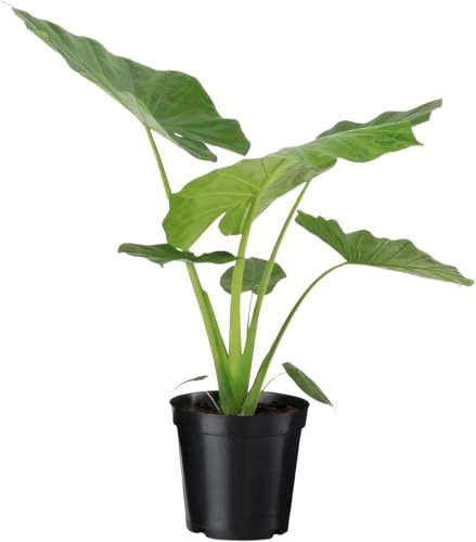 Happy Plants Alocasia Elefantenohr Pflanze I 70 cm x ⌀19 cm, exotische Zimmerpflanze Topfpflanze Tropenpflanze grün, Indoor für Innenräume, frisch aus unserer Gärtnerei (Grüne Blätter)