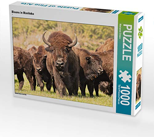 CALVENDO Puzzle Bisons in Manitoba 1000 Teile Lege-Größe 64 x 48 cm Foto-Puzzle Bild von Marianne Drews