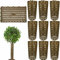 CuisinSmart Lot de 10 protections de tronc de plantes pour protéger l'écorce verte, réglables en maille pour semis, jeunes plants marron
