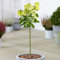 Gardener's Dream Hydrangea Magische Kerzen-Patio Baum - Immergrüne Zierbäume für Garten, Balkon oder als Terrassen Pflanzen, Winterhart, 70-80 cm (Inkl. Topf)