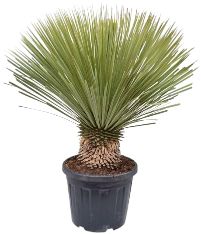 Trendyplants - Yucca Rostrata - Hardy - Plante de jardin - Hauteur 70-90 cm - Taille du pot Ø30cm