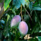 12 pcs mangobaum kaufen samen - säulenobstbäume winterharte pflanzen für draußen, mango baum, obstsamen pflanzen balkon pflanzen winterhart draußen, winterharte kübelpflanzen obst
