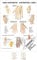 Sport-Tec Hand-Akupunktur Mini-Poster Anatomie 34x24 cm medizinische Lehrmittel