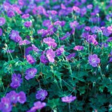 Vistaric Nouveau bleu et rose de plantation de géraniums Sementes De Flores Raras Double Cplor Home Garden 50 pcs * sac pas cher pélargonium graines de bonsaï