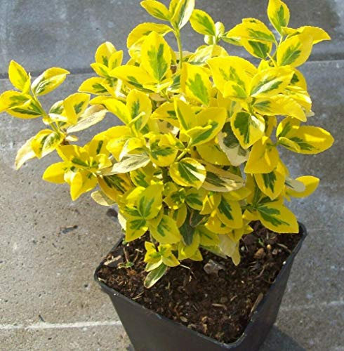 Evonimo “Euonymus fortunei emerald gold”, Pianta in vaso bio ø8 cm, Piante vere, Vivaio di Castelletto