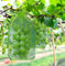 Trauben-Schutzbeutel 20x30CM Obst Schutzbeutel Organzabeutel mit Zugband, Garten Netzbeutel Frucht-Schutzbeutel zum Schutz vor Wespenfrass Vögel Kirschessigfliege und Andere Insekten. (Grün)