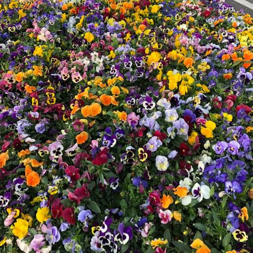 60 piezas Semillas de pensamiento silvestre, planta semillas jardín de rocas plantas resistentes, viola tricolor, Maceta bonsái, jardín de hierbas, plantas de regalo para exteriores