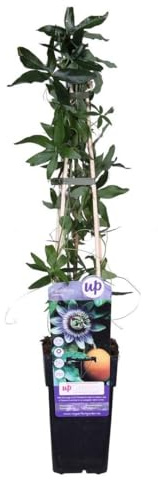 Passiflora caerulea - winterharte Passionsblume - Kletterpflanzen