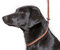 Dog & Field Deluxe Gundog Slip Lead - Brown. Super Soft Braided Nylon Slip Lead For Dogs With Rubber Stopper, Easy To Slip On, No Collar Or Harness Needed.