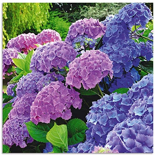 ARTland Wanddeko Wandbild Alu Verbundplatte für Innen & Outdoor Bild 40x40 cm Hortensien Botanik Blumen Blüten Garten Natur Pflanze T4QJ