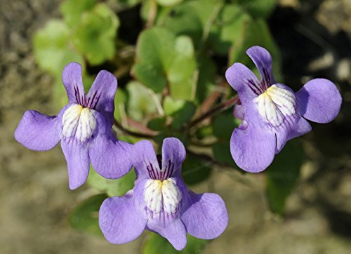 Zimbelkraut Mauerblümchen 50 Samen