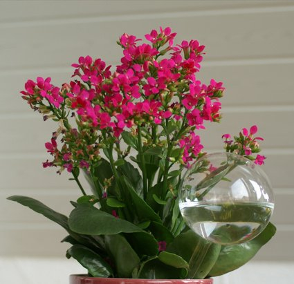 Blumendurstkugeln aus Glas 5 x d 8cm mundgeblasen handgeformt Wasserspender Durstkugeln Lauschaer Glas das Original