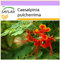 SAFLAX - Pfauenstrauch/Stolz von Barbados - 10 Samen - Caesalpinia pulcherrima