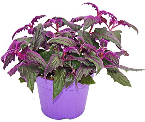 Exotenherz - Gynura Purple Passion - Samtblatt - Samtnessel - lilafarbene Pflanze 12cm