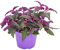 Exotenherz - Gynura Purple Passion - Samtblatt - Samtnessel - lilafarbene Pflanze 12cm