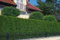 Thuja Lebensbaum Brabant 30-40 cm 25 St. Hecke Heckenpflanze