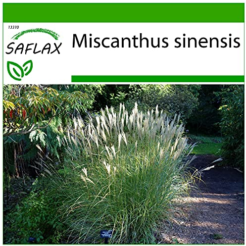 SAFLAX - Gräser-Bambus-Chinaschilf - 200 Samen - Mit keimfreiem Anzuchtsubstrat - Miscanthus sinensis